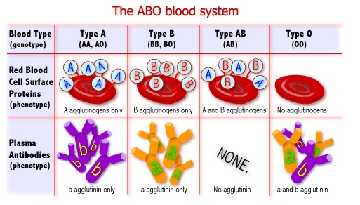 กรปเลอด ABO system