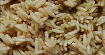 ขาวกลองงอก GABA Rice ประโยชน