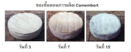 camembert ledveloppement